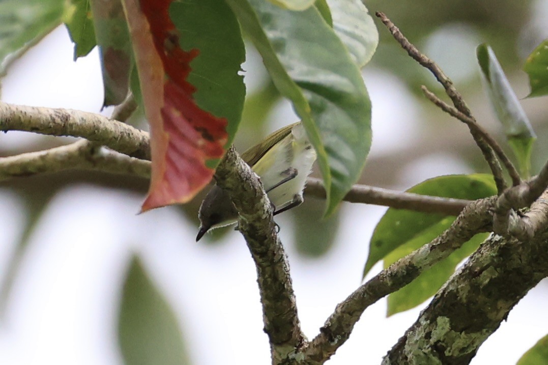 Green-backed Gerygone - Andrew William