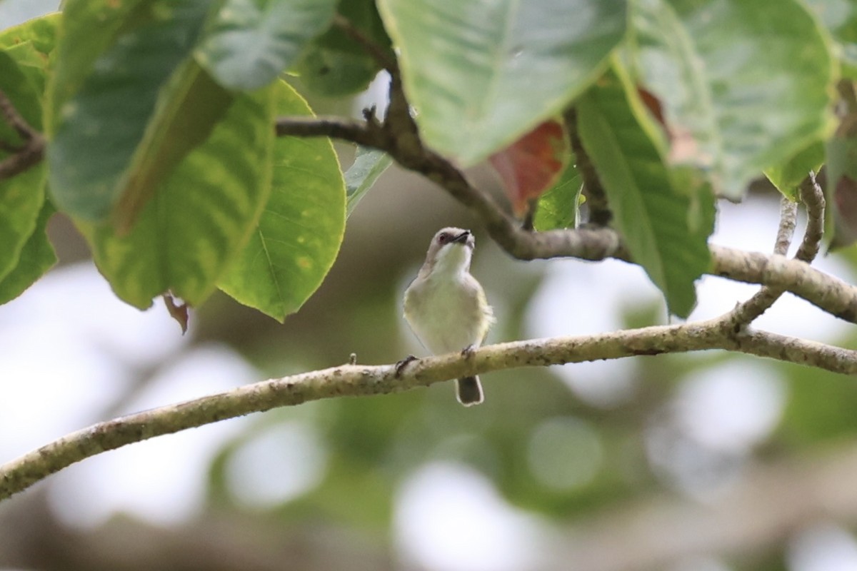 Green-backed Gerygone - ML620772574