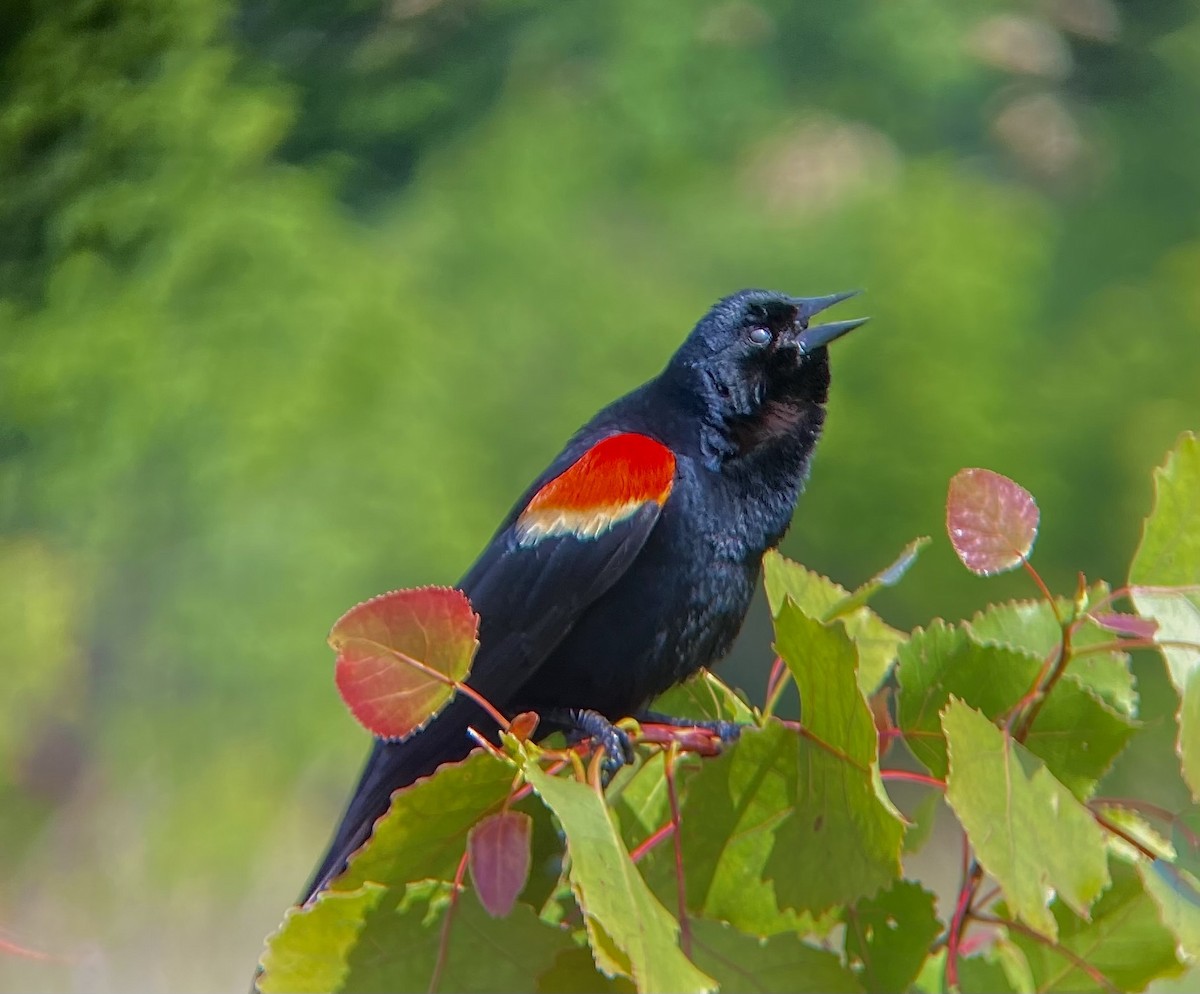Red-winged Blackbird - Noah Whiteman