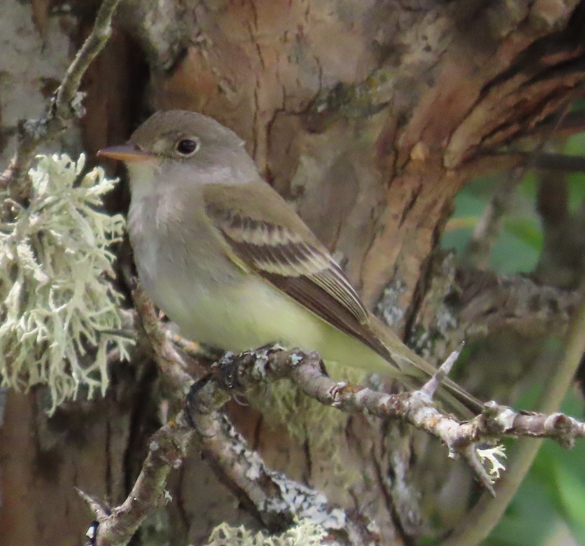 Willow Flycatcher - ML620772588