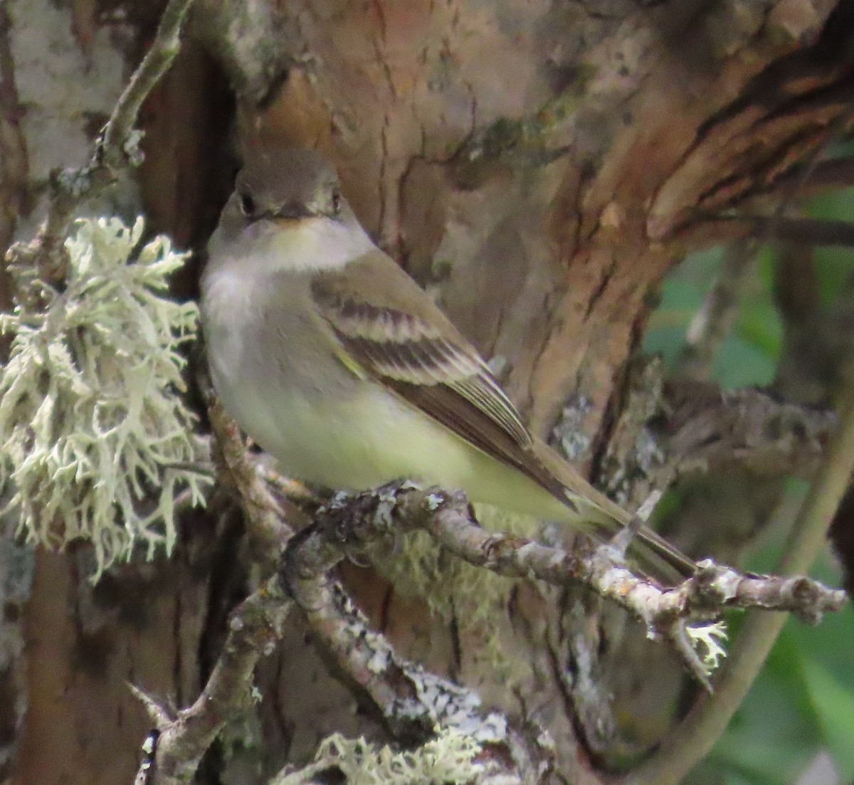 Willow Flycatcher - Anonymous