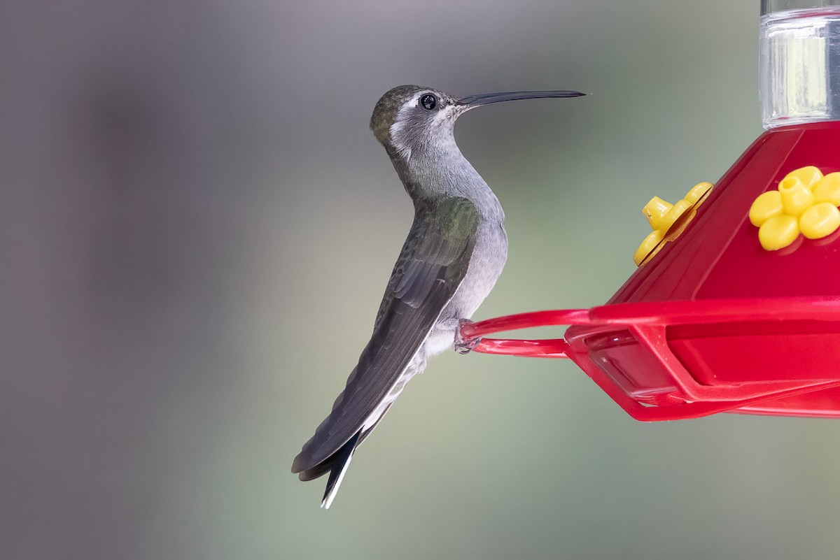 Blue-throated Mountain-gem - Bill Scott