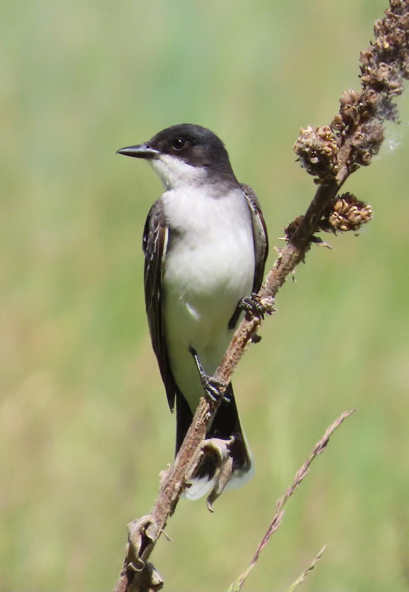 Eastern Kingbird - ML620772596