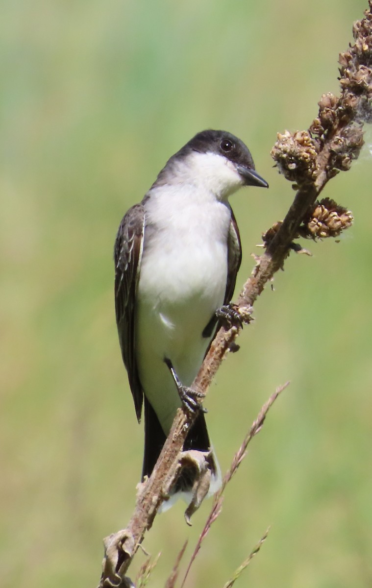 Eastern Kingbird - ML620772597