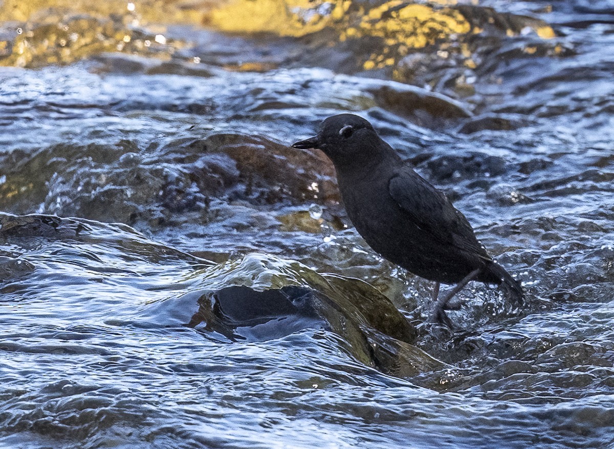 American Dipper - Louisa Evers