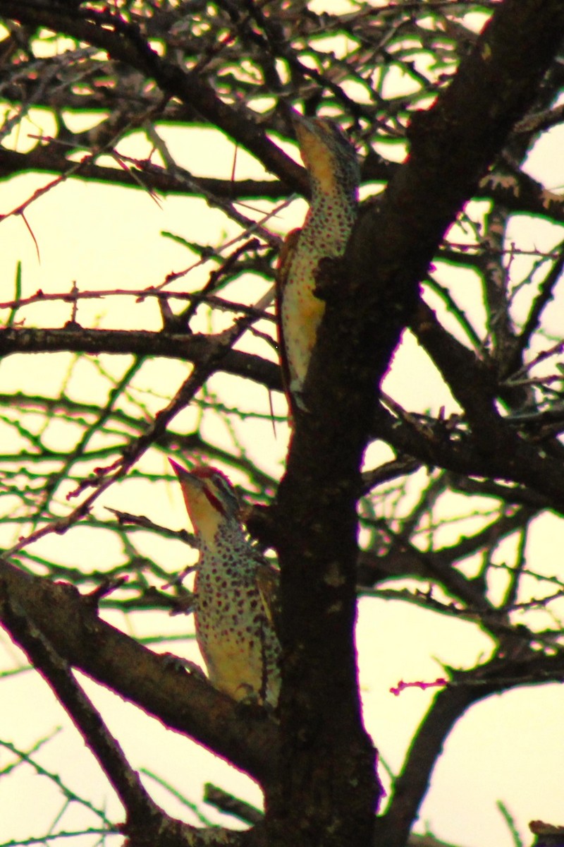 Cardinal Woodpecker - ML620772609