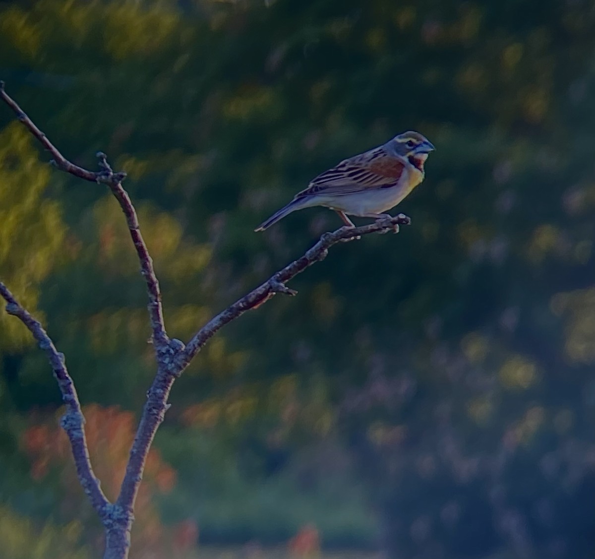 Dickcissel - Noah Whiteman