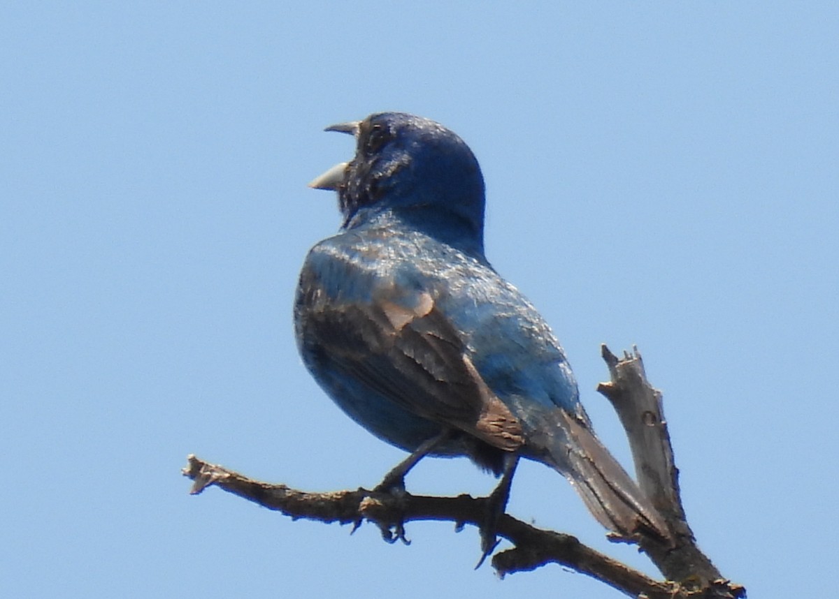 Indigo Bunting - ML620772614