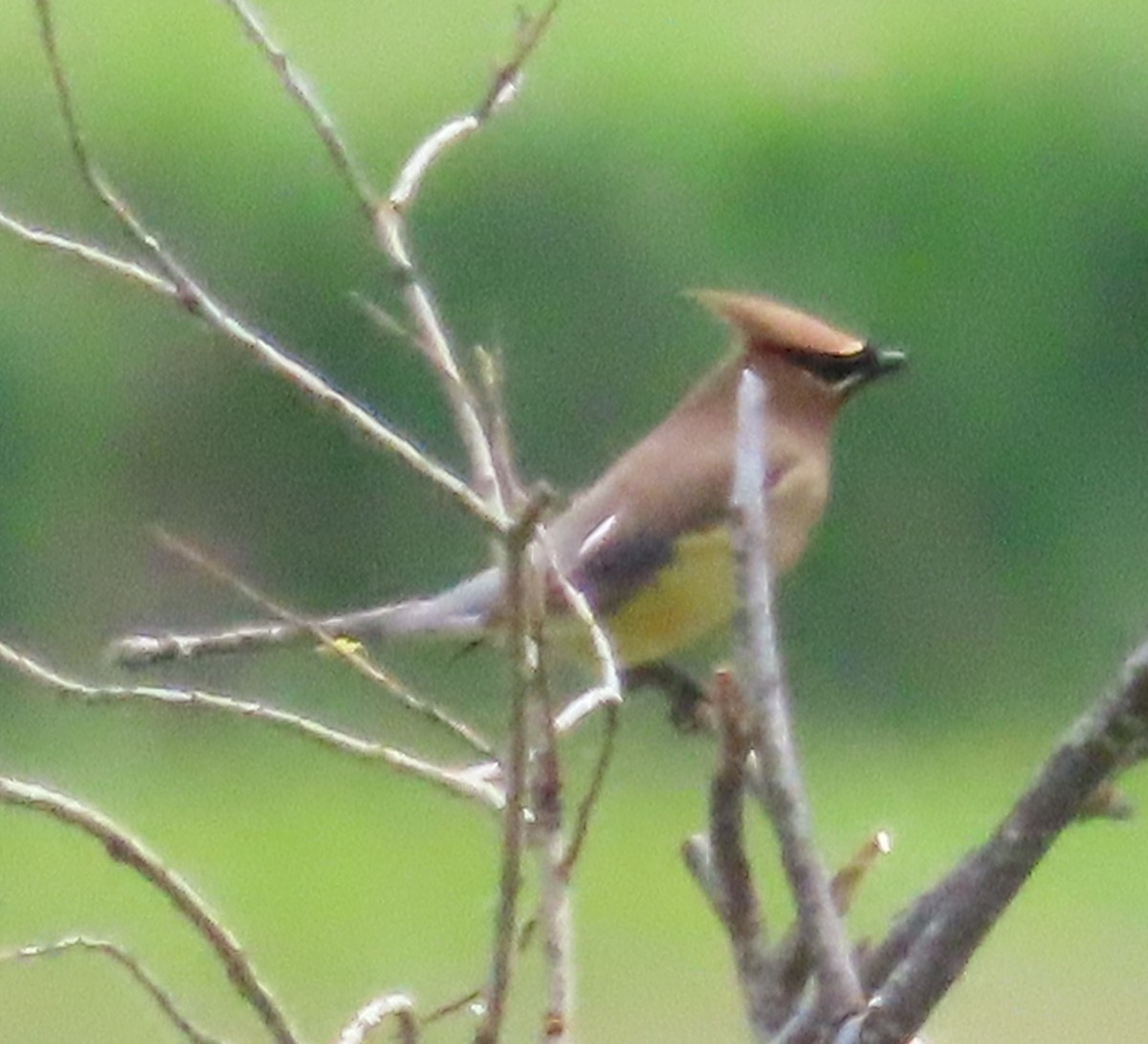 Cedar Waxwing - ML620772615