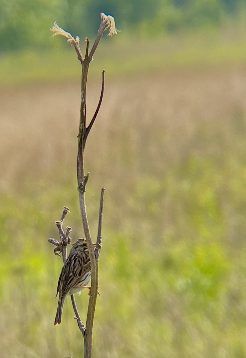 Savannah Sparrow - ML620772617