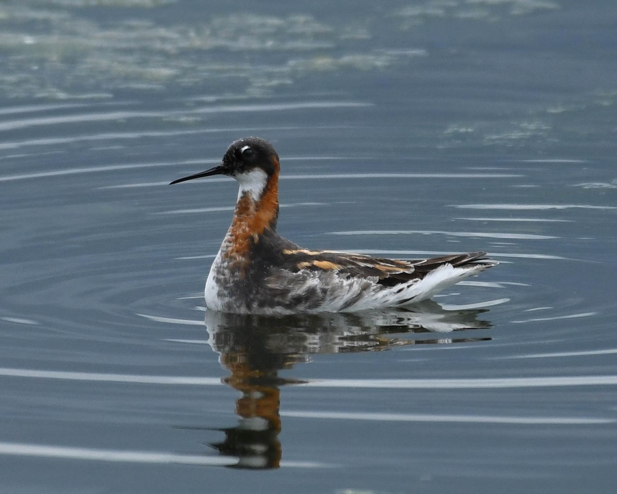 Red-necked Phalarope - ML620772618