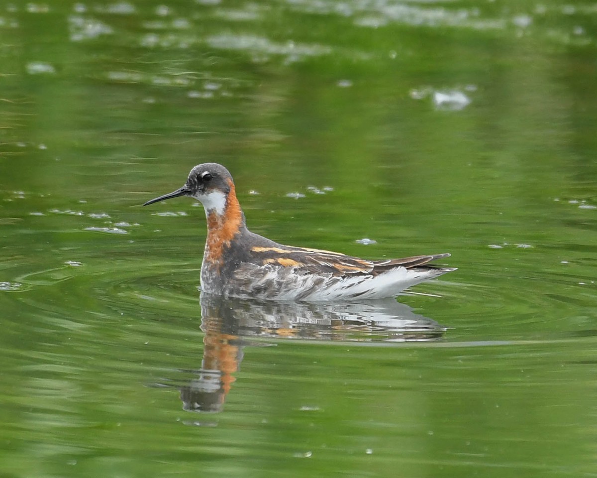 Red-necked Phalarope - ML620772619