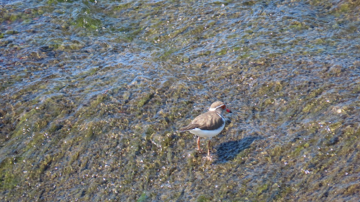 Three-banded Plover (African) - ML620772623