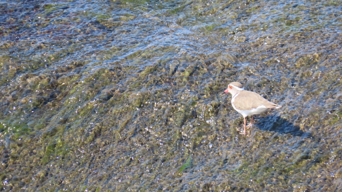 Three-banded Plover (African) - ML620772624