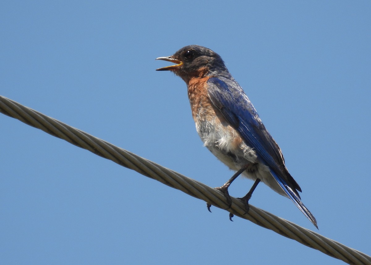 Eastern Bluebird - ML620772626