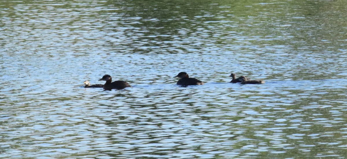 Red-necked Grebe - ML620772628