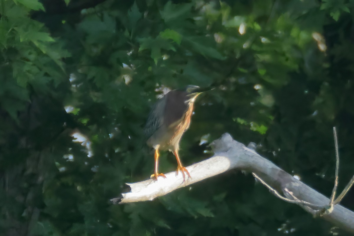 Green Heron - ML620772630