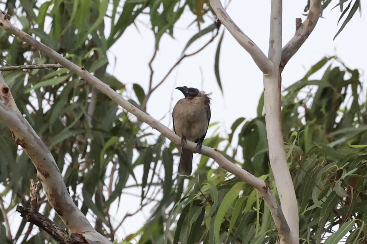 Helmeted Friarbird - ML620772632