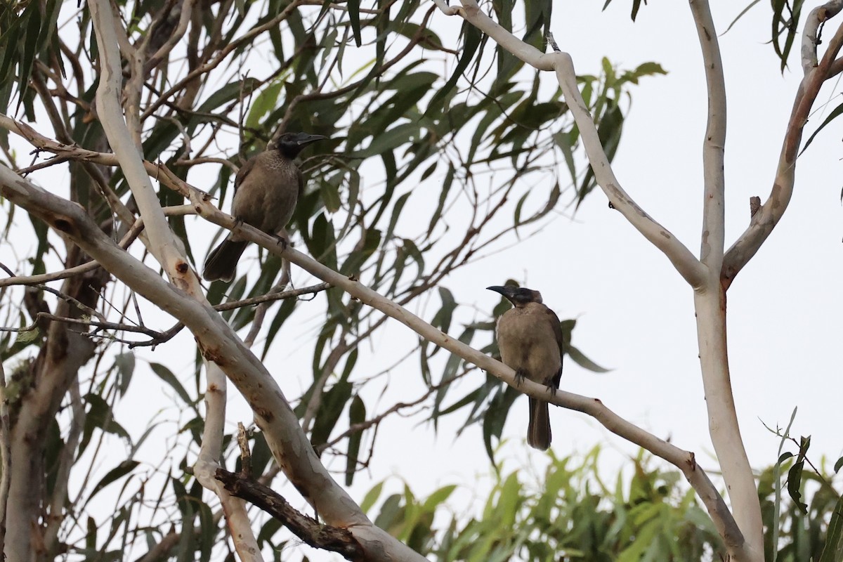 Helmeted Friarbird - ML620772633