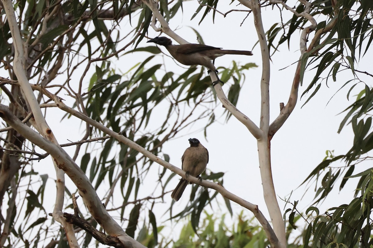 Helmeted Friarbird - ML620772634