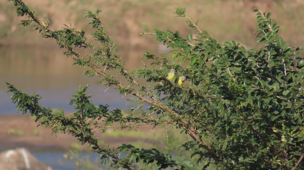 Yellow-fronted Canary - ML620772636