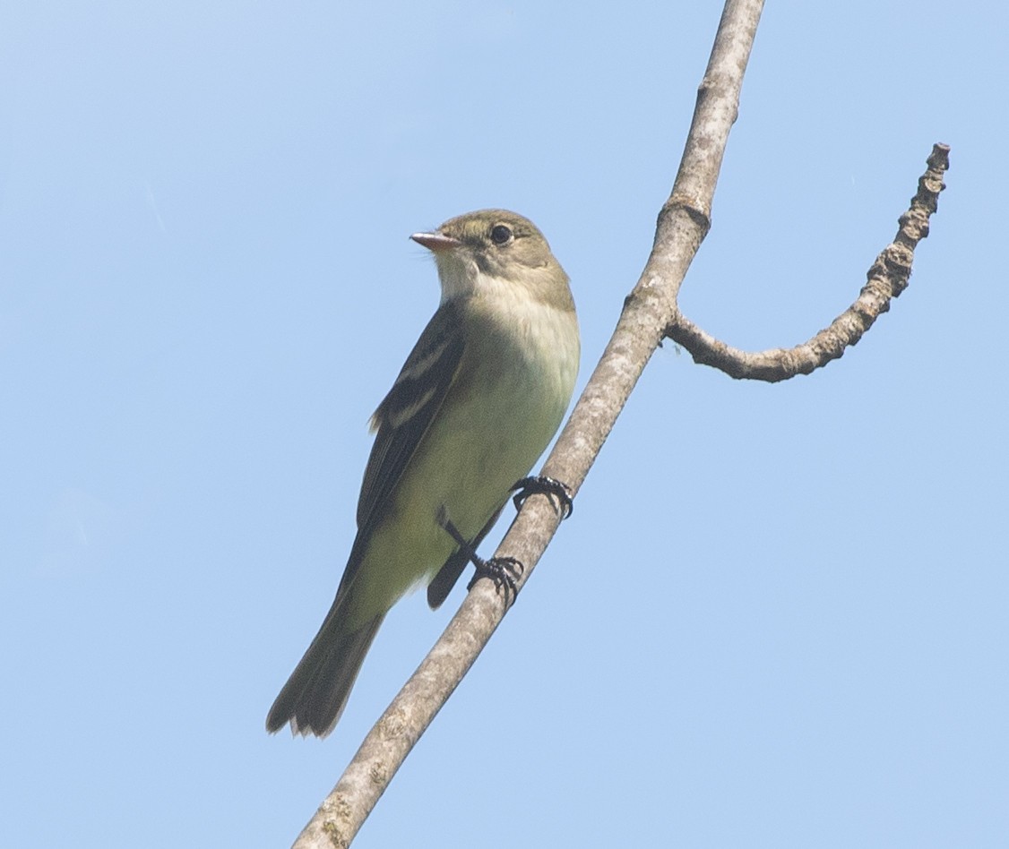 Alder Flycatcher - ML620772637