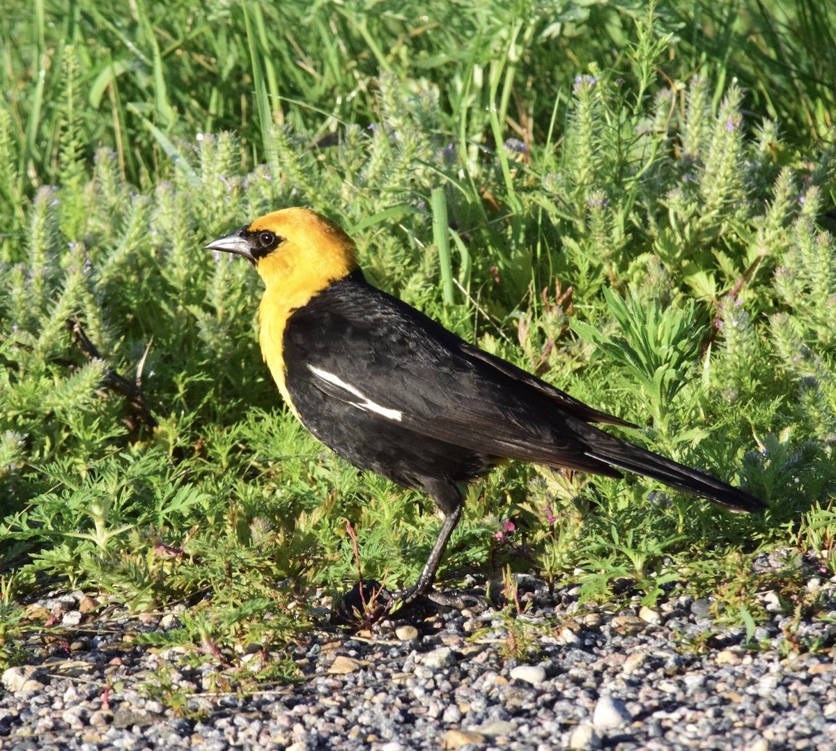 Yellow-headed Blackbird - ML620772638