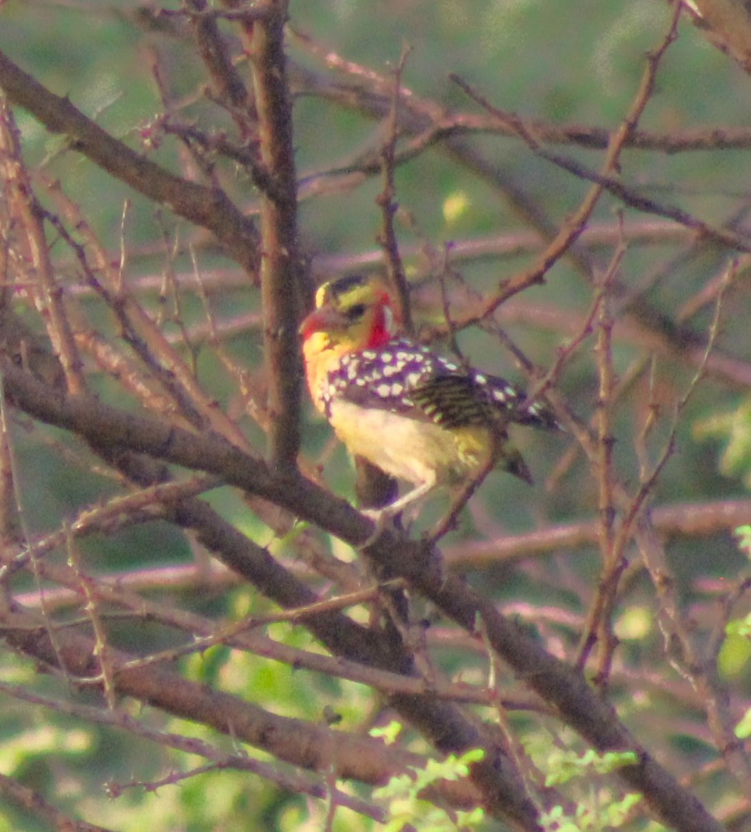 Red-and-yellow Barbet - ML620772639