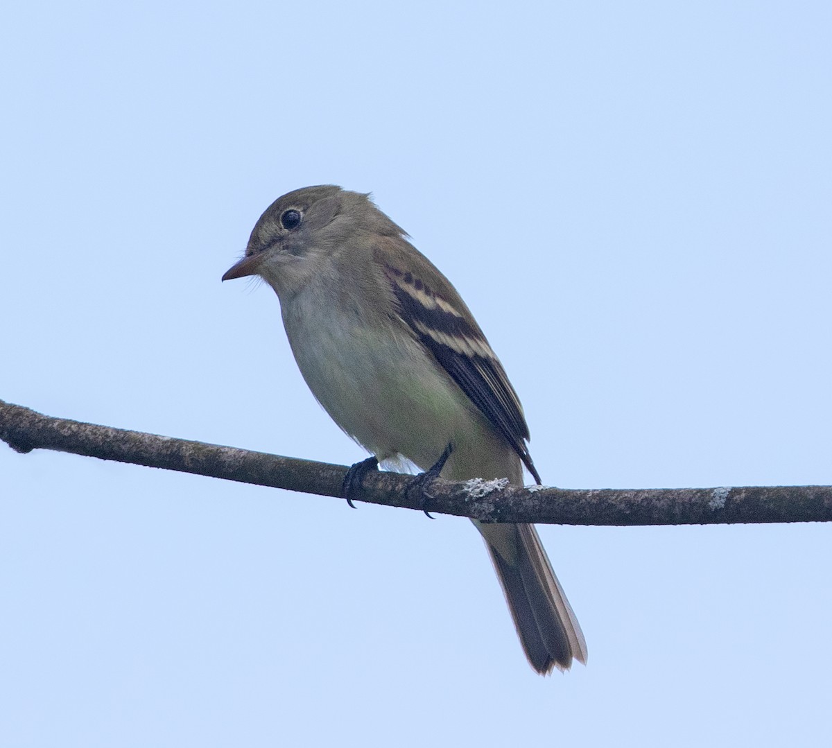 Alder Flycatcher - ML620772640