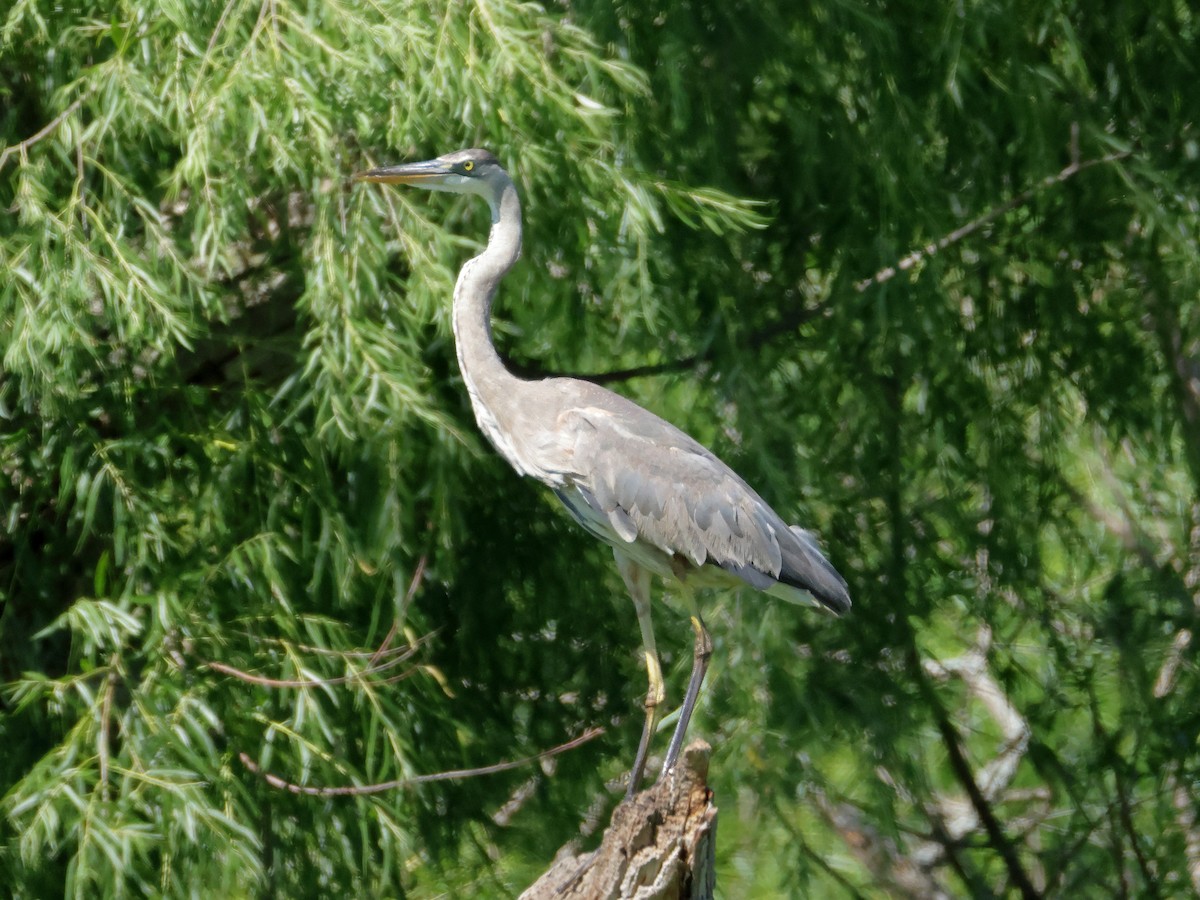 Great Blue Heron - ML620772643