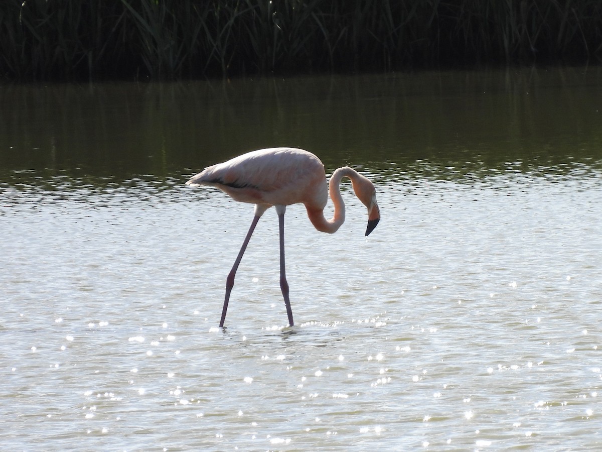 American Flamingo - John Patten Moss