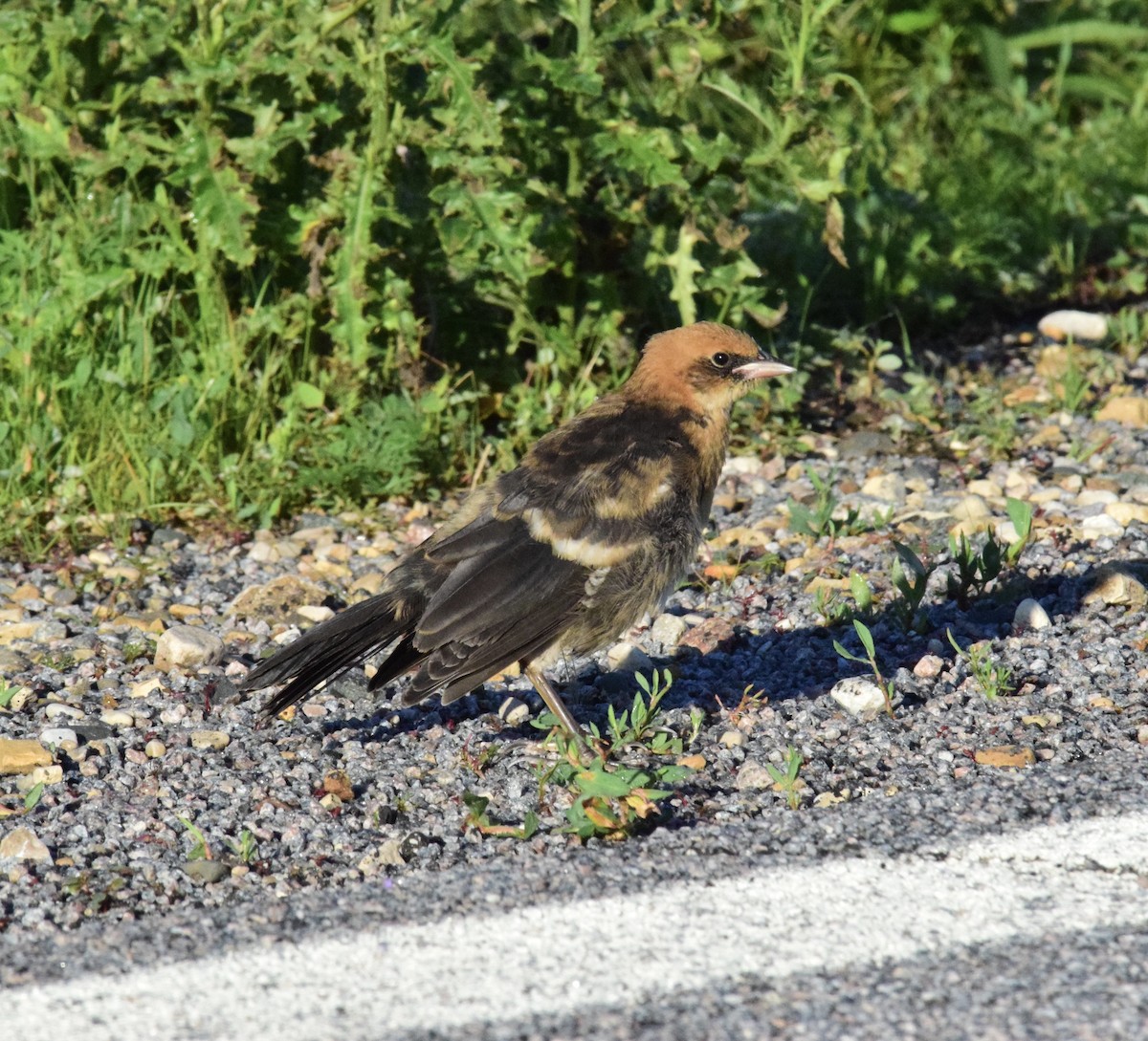 Yellow-headed Blackbird - ML620772651