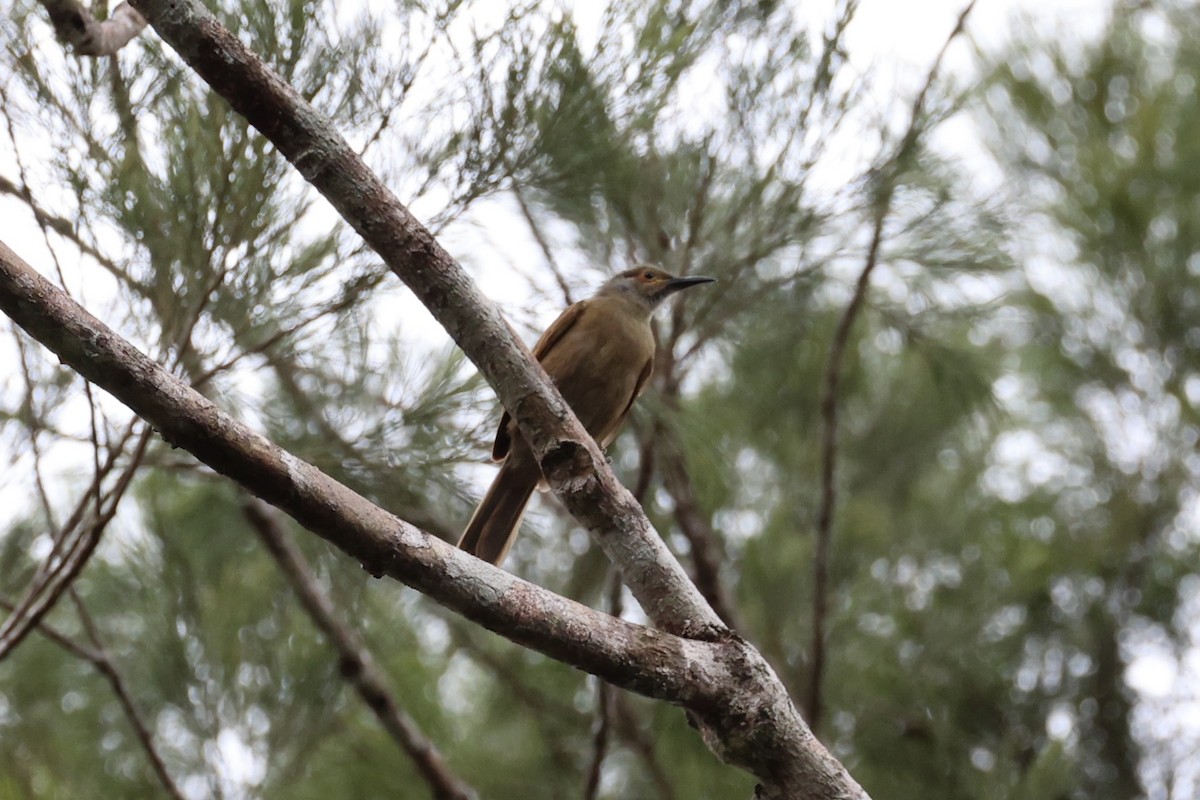 Tawny-breasted Honeyeater - ML620772652