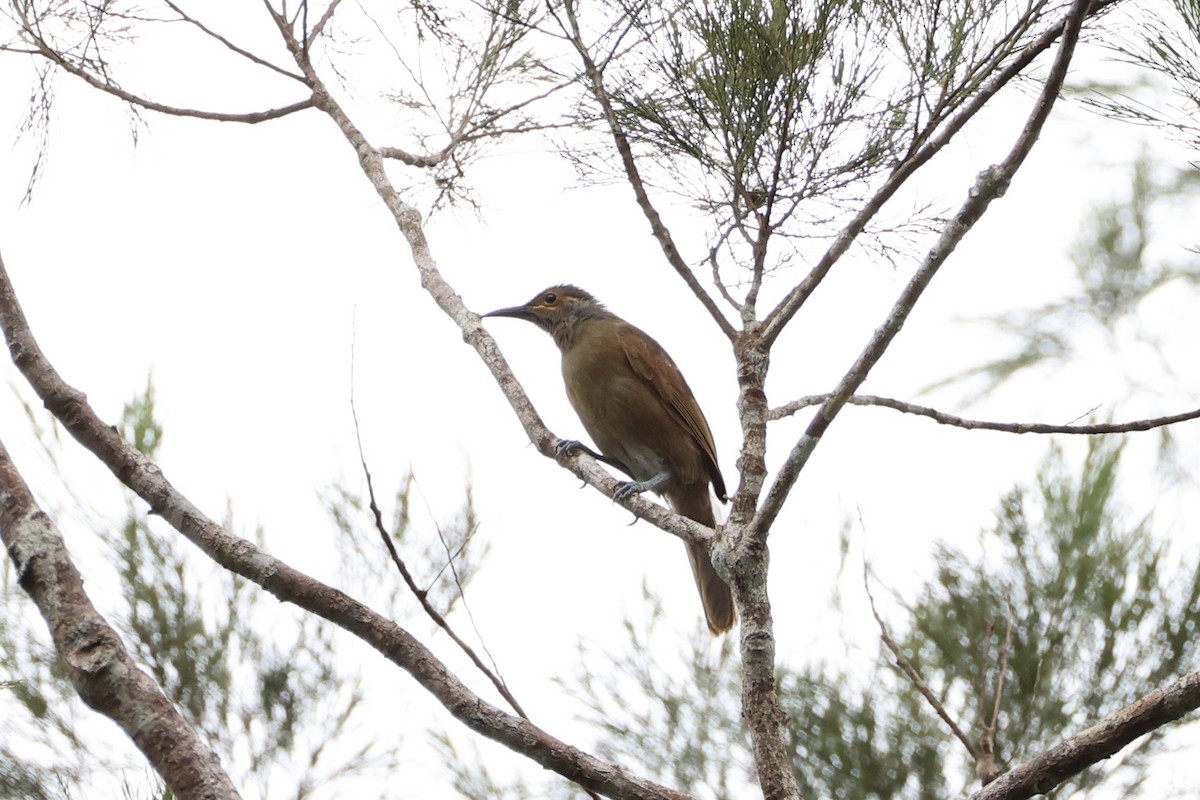 Tawny-breasted Honeyeater - ML620772653