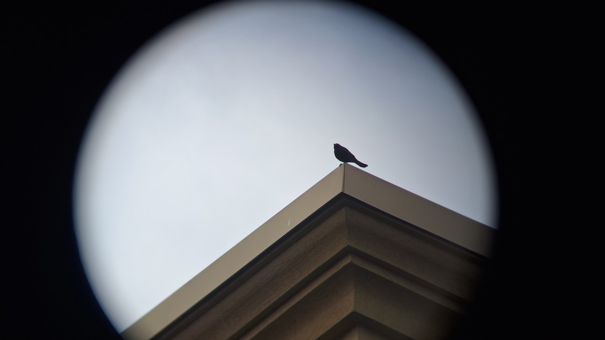 Brewer's Blackbird - david featherbird