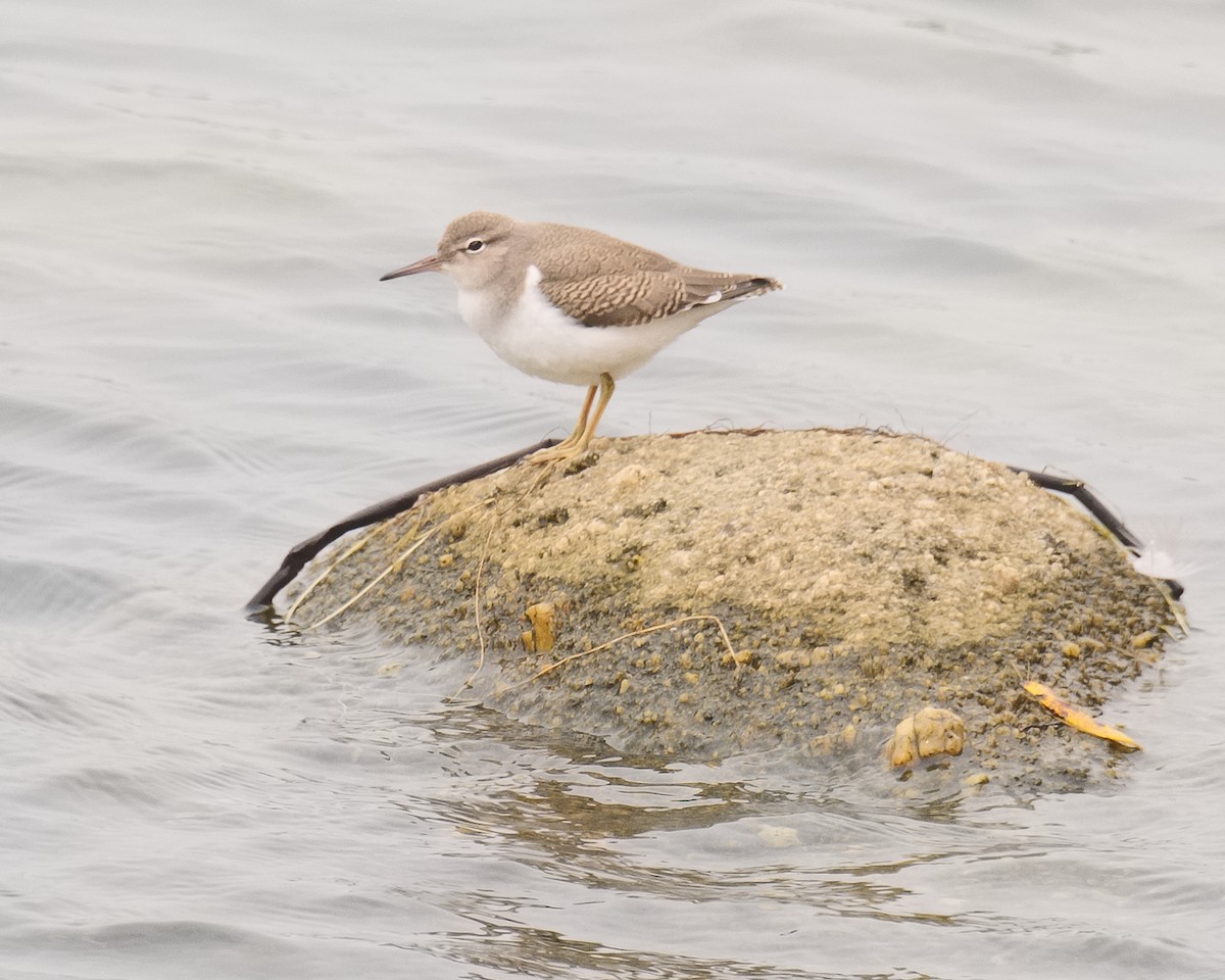 Spotted Sandpiper - ML620772661