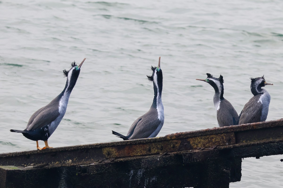 Spotted Shag - ML620772662