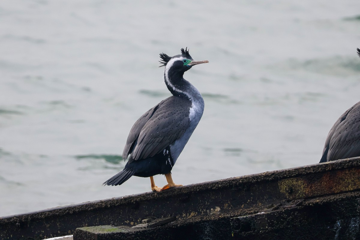 Spotted Shag - ML620772663