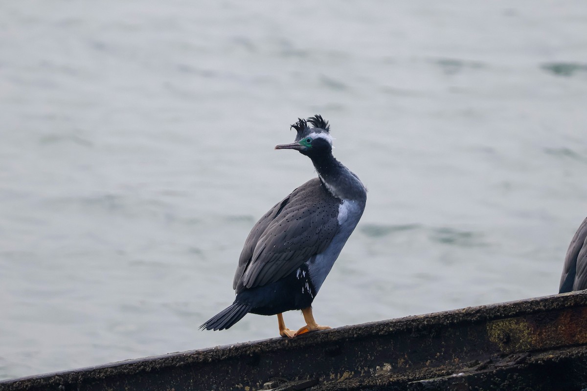 Spotted Shag - ML620772664