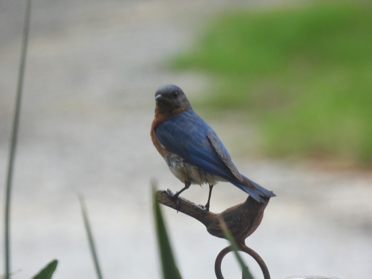 Eastern Bluebird - ML620772667