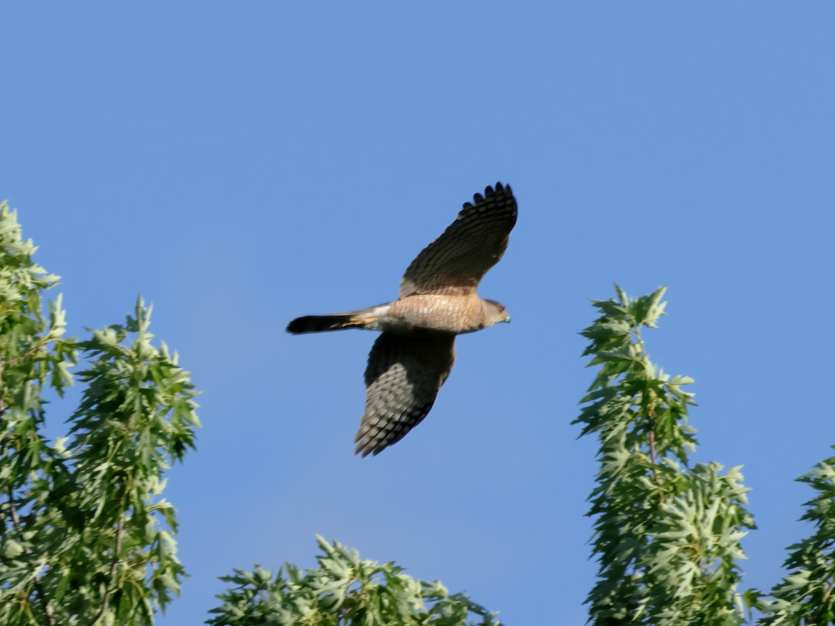 Cooper's Hawk - ML620772668