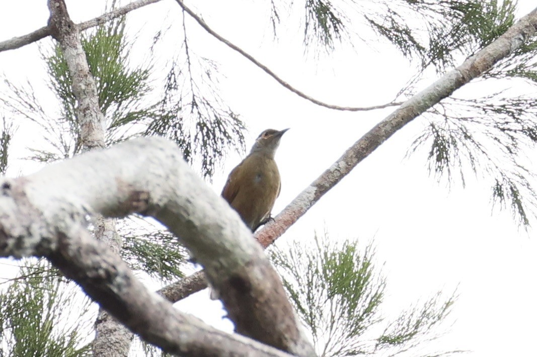 Tawny-breasted Honeyeater - ML620772669