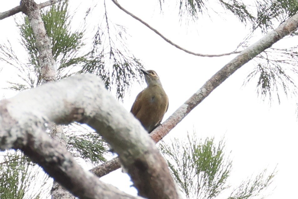 Tawny-breasted Honeyeater - ML620772670