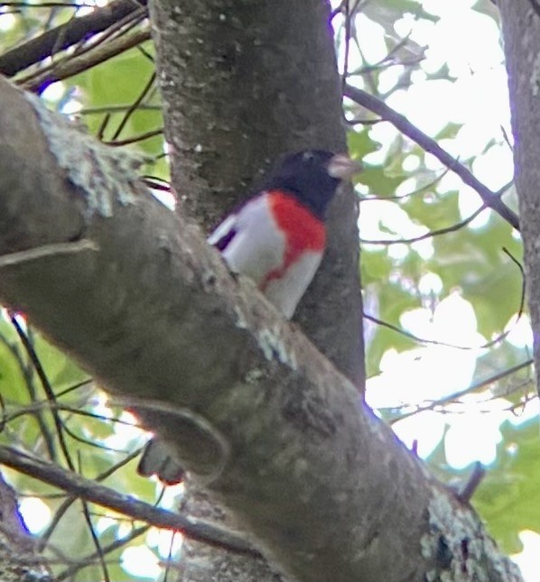 Rose-breasted Grosbeak - ML620772671