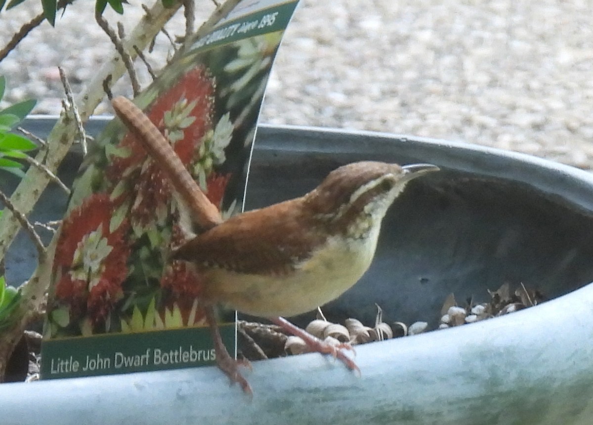 Bewick's Wren - ML620772672