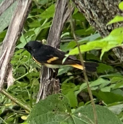 American Redstart - ML620772674