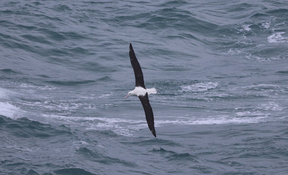 Northern Royal Albatross - ML620772675