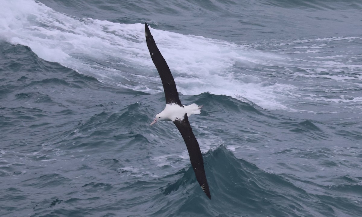Northern Royal Albatross - ML620772676