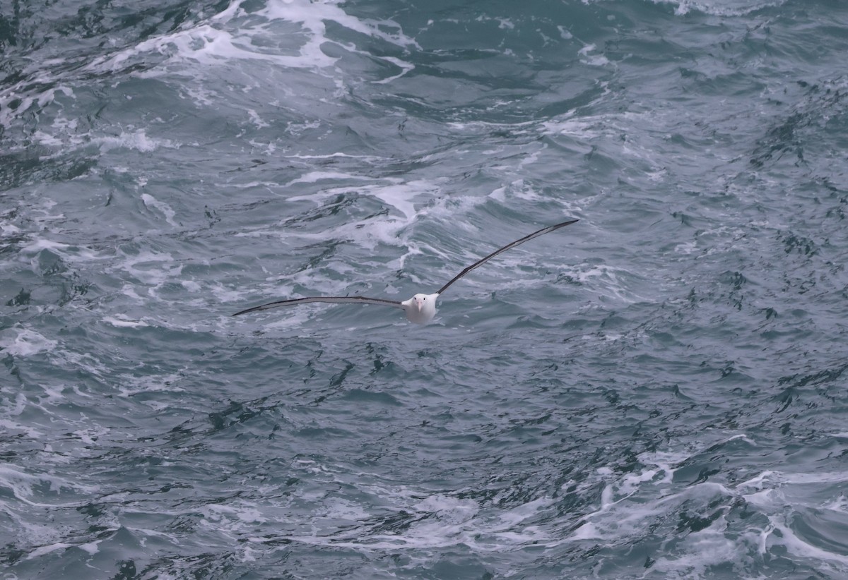 Northern Royal Albatross - ML620772678