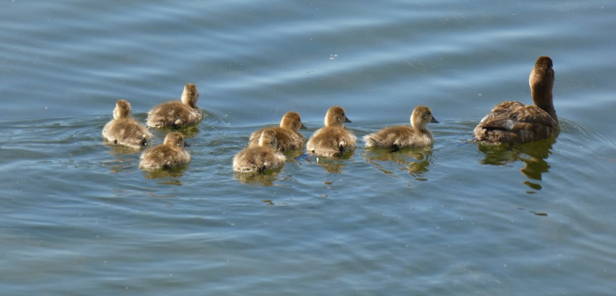 Mallard - Gerald "Jerry" Baines